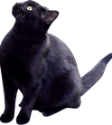 猫の写真