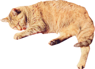 猫の写真