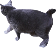 猫の写真